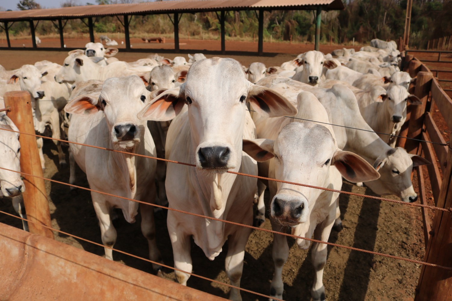 instituto de zootecnia sertaozinho iz- garrotes nelore no cocho