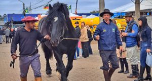 percheron