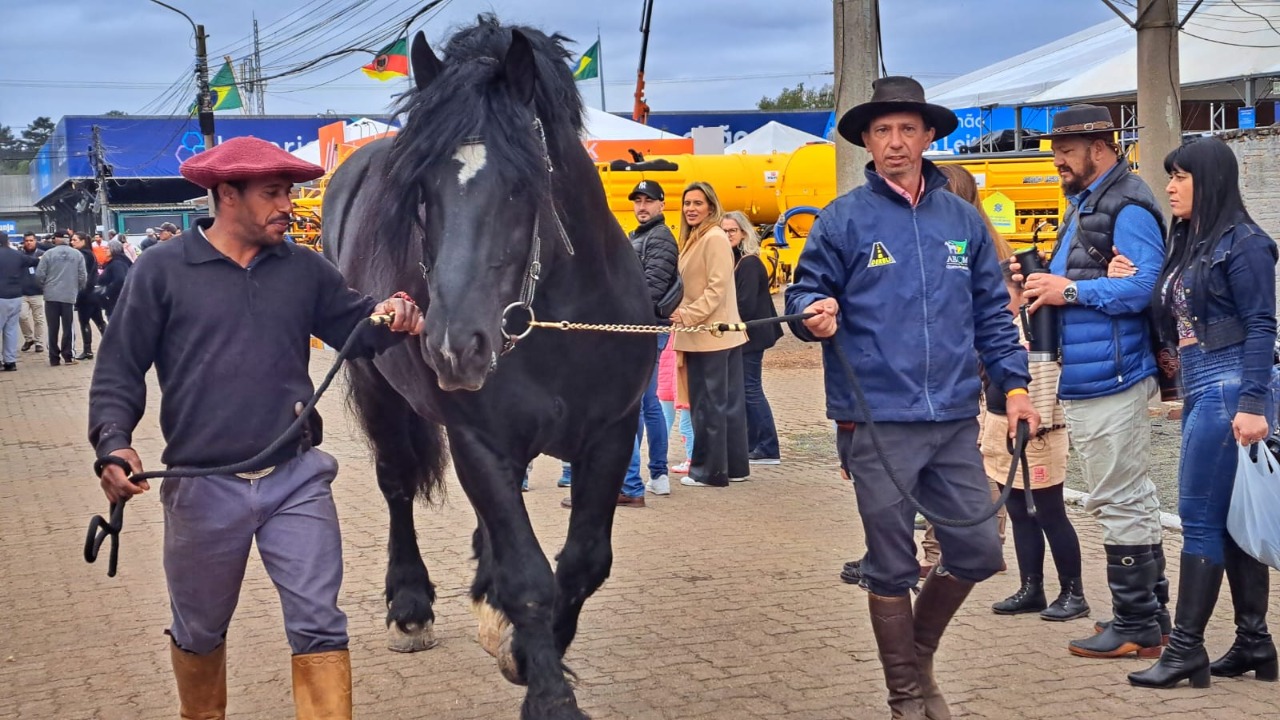 percheron