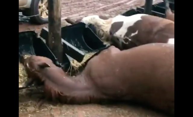 raio mata cavalos em propriedade rural
