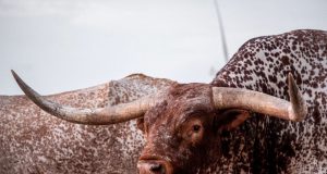 texas longhorn cattle bull