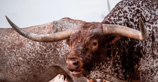 texas longhorn cattle bull