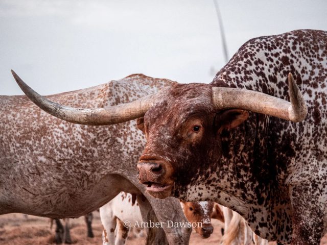 texas longhorn cattle bull