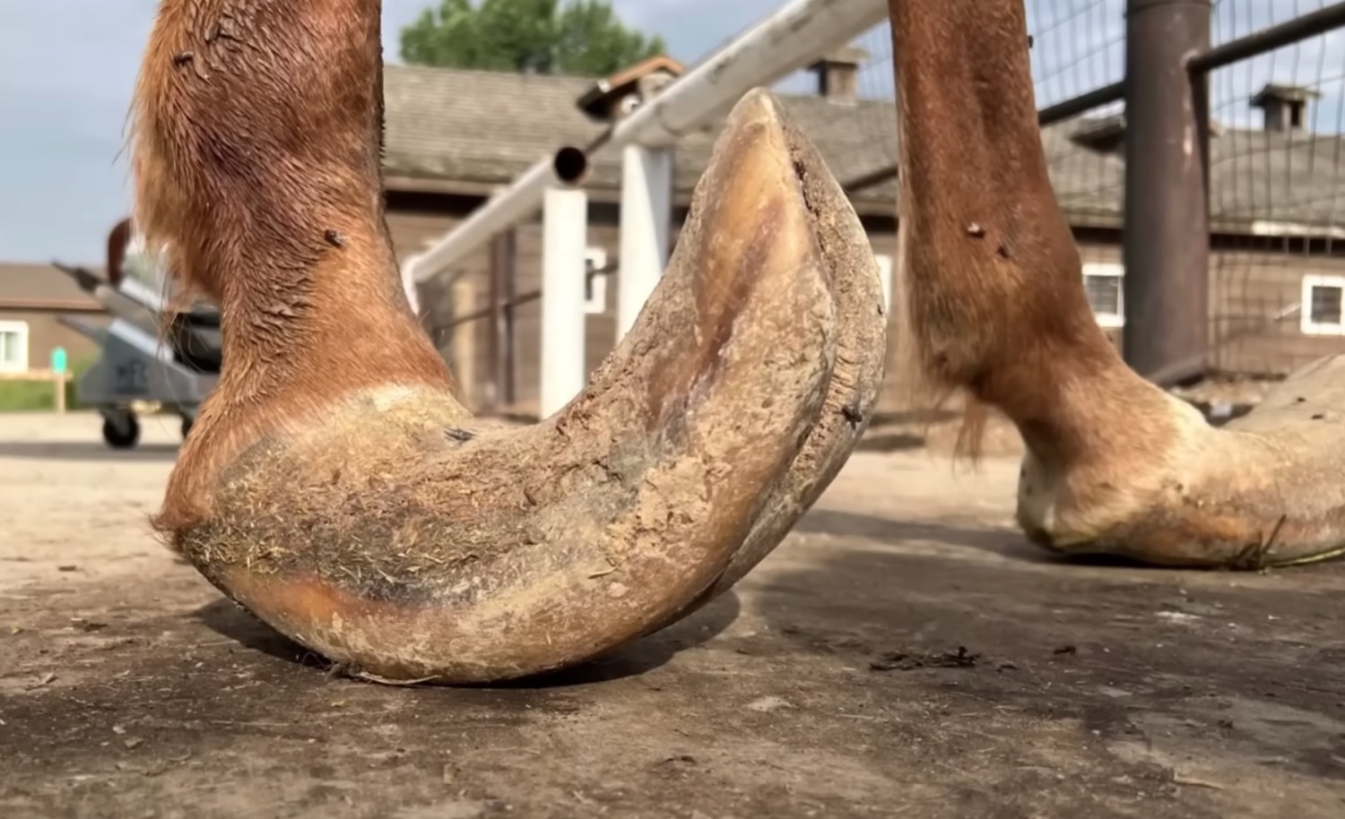 Os Cascos De Pá De Um Cavalo Sobre Um Obstáculo. O Cavalo Supera