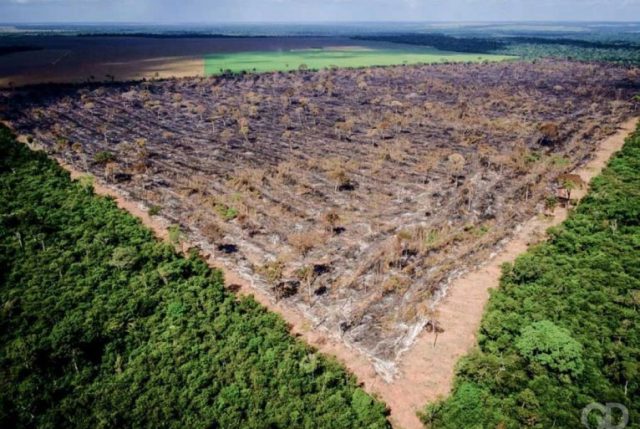 mato grosso desmatamento