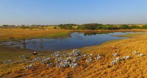 Atividade que valoriza o campo e potencializa a economia no país - dia da pecuaria fazenda barreiro grande nova crixas goias ADIR - fotao