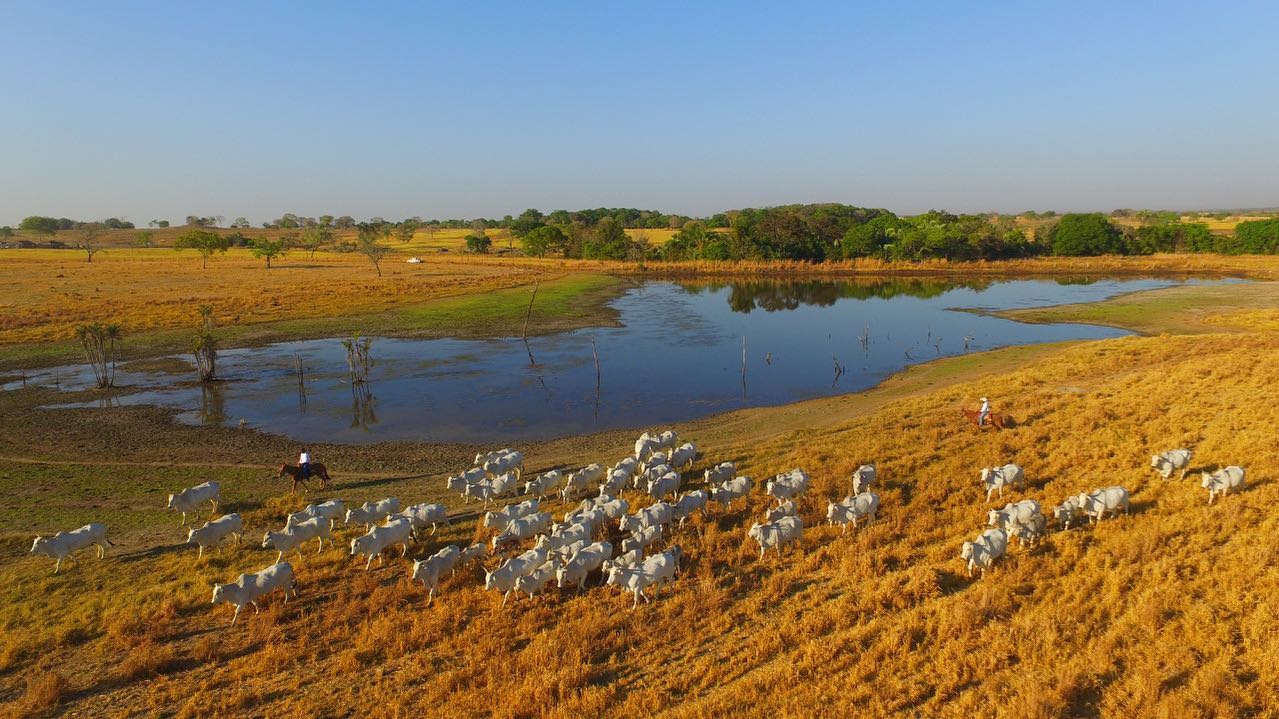 Atividade que valoriza o campo e potencializa a economia no país - dia da pecuaria fazenda barreiro grande nova crixas goias ADIR - fotao