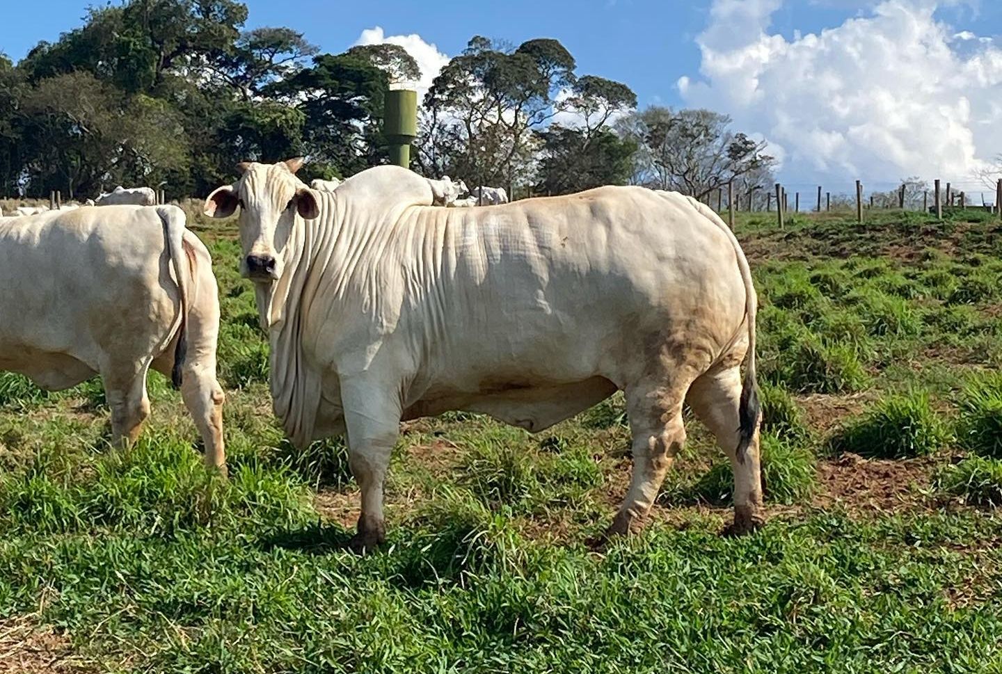 Bellatrix FiV HRO - Landau x Izabella FiV Fort.VR - da Casabranca Agropastoril - matriz nelore vaca fotao foto @heitorsousi 1