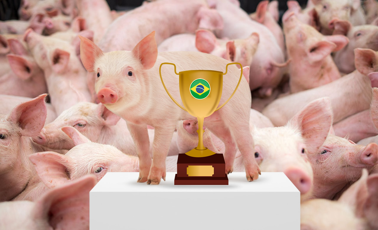 Boa e barata, carne suína brasileira ganha destaque mundial