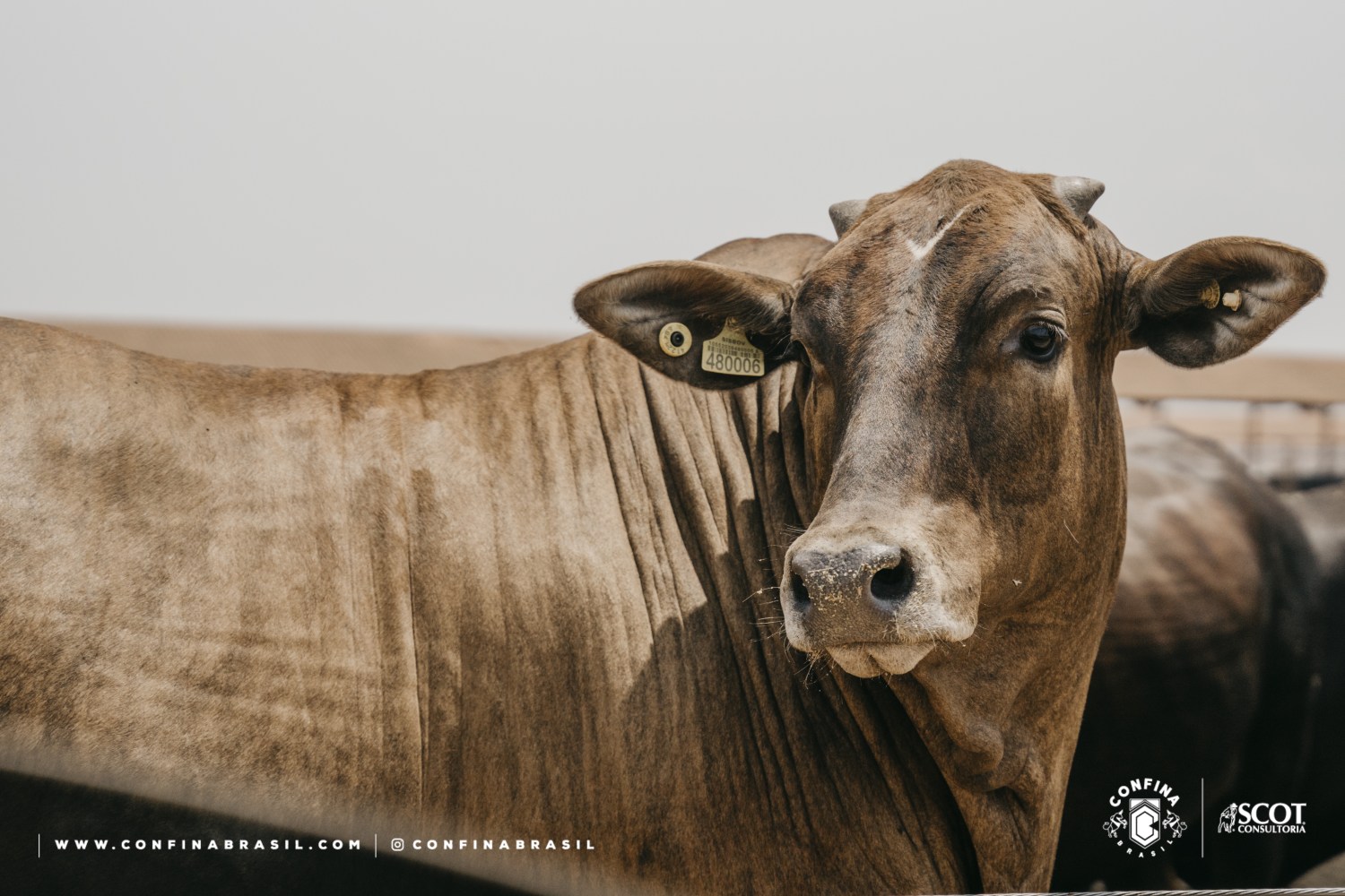Confina-Brasil-visita-a-maior-fazenda-do-pais-e-relata-producao-de-carne-premium-na-primeira-semana-de-visitas-da-quinta-rota-foto-divulgacao