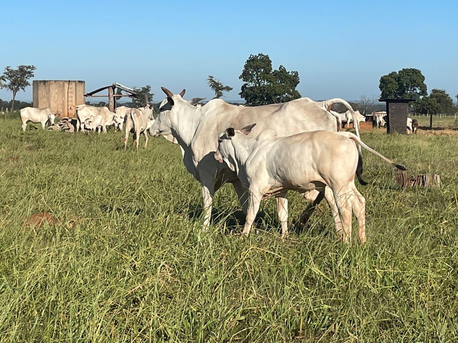 Em um ano, suplementação garante a fazenda mineira aumento de 15% na taxa de prenhez