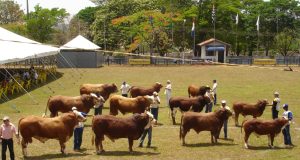 Nacional das raças Simental e Simbrasil acontece em novembro