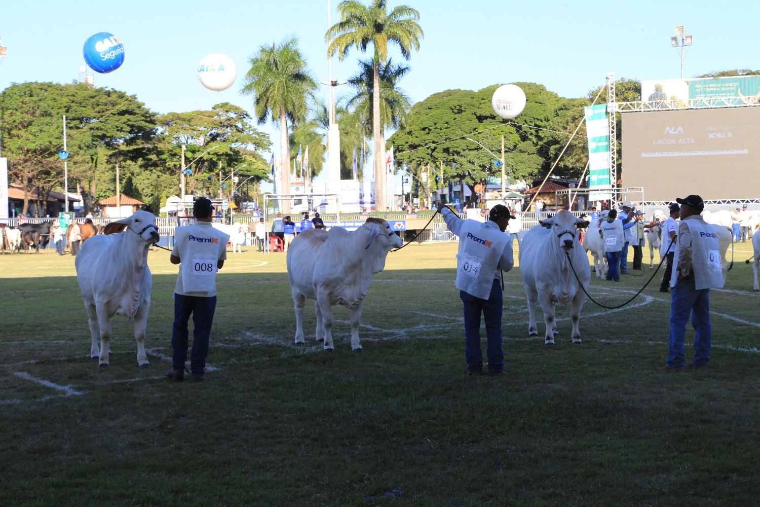 Expobrahman será em Uberaba