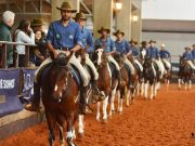 Exposição Regional do Cavalo Mangalarga deve receber o dobro de animais em Rio Preto (SP)