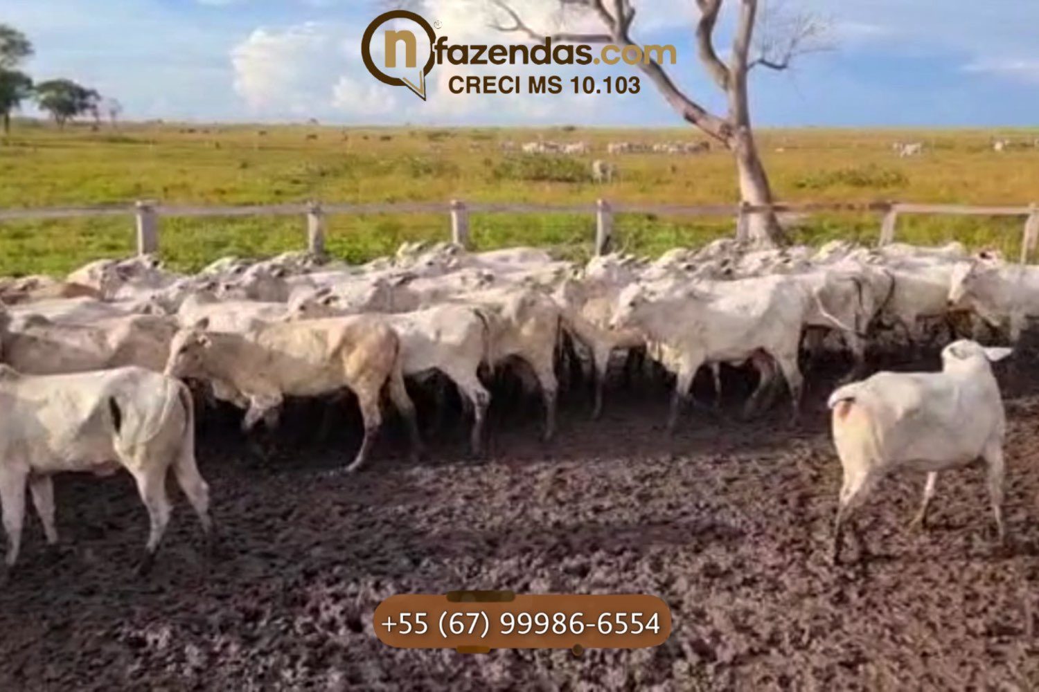 Fazenda de dupla aptidão esta a venda por 6,5 milhões