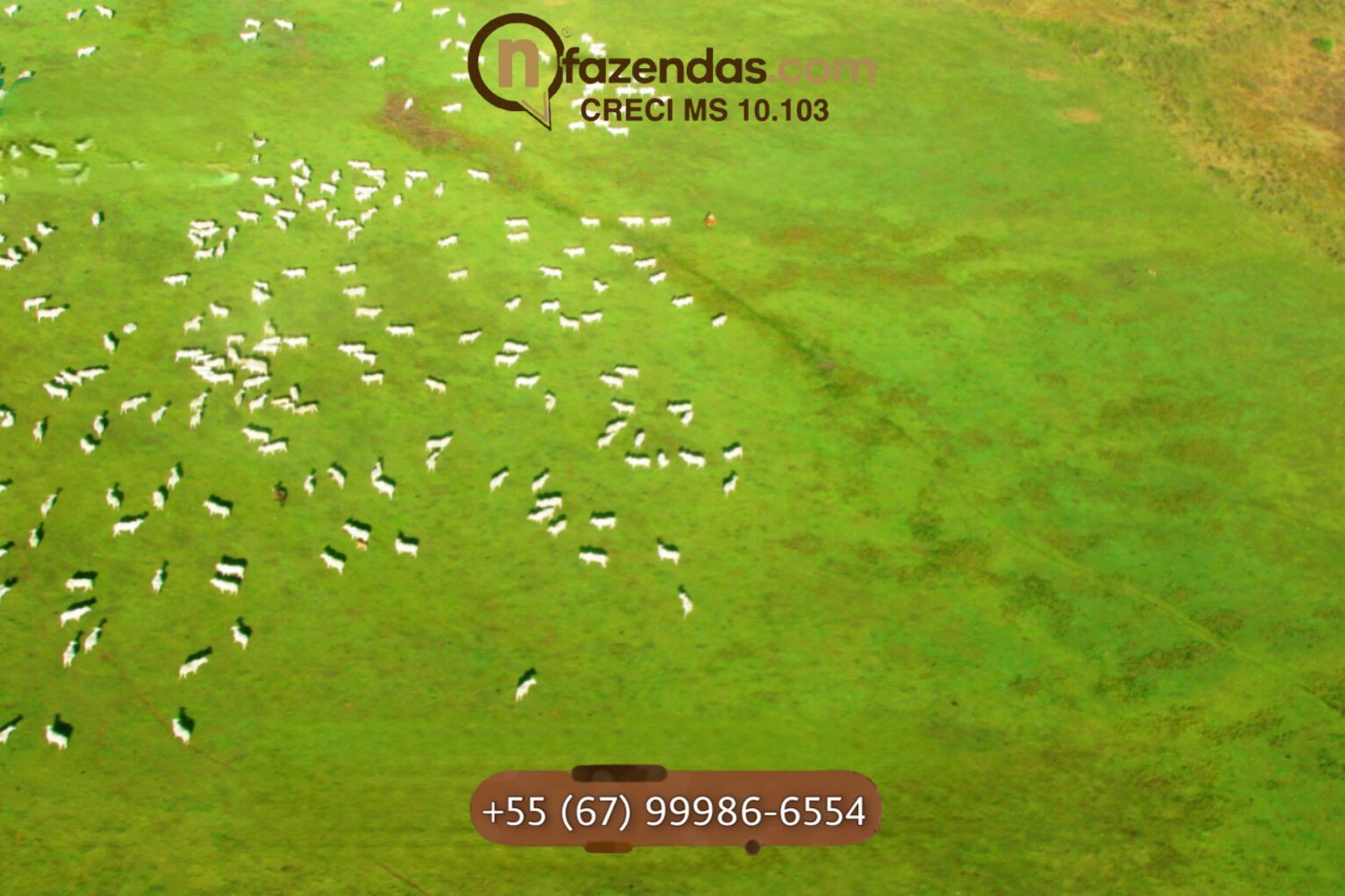 Fazenda de dupla aptidão esta a venda por 6,5 milhões