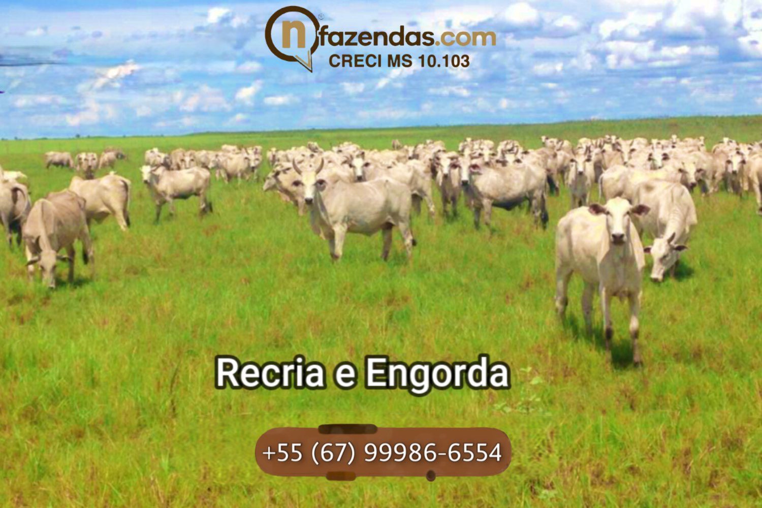 Fazenda de dupla aptidão esta a venda por 6,9 milhões