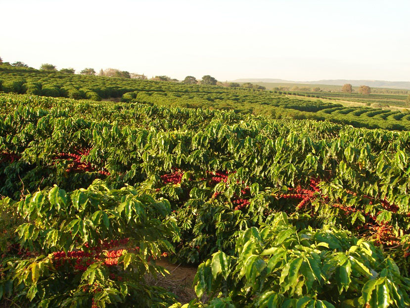 Ferramenta biotecnológica agiliza lançamento de novas cultivares de café 2