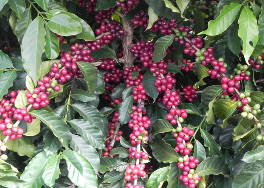 Ferramenta biotecnológica agiliza lançamento de novas cultivares de café 2