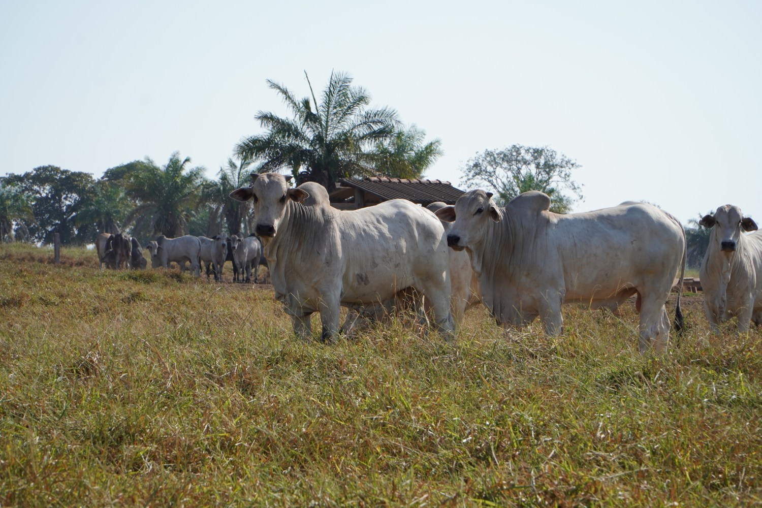 Investimento em adubação de pastagem gera retorno econômico para o pecuarista