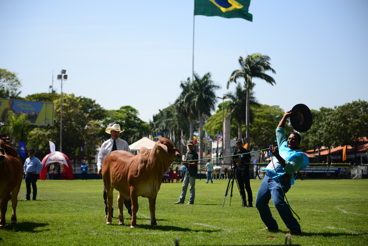 Jurado internacional PJ Budler atuando na 18ª ExpoBrahman
