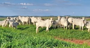 Nutrição do rebanho de cria a base sólida para a produção