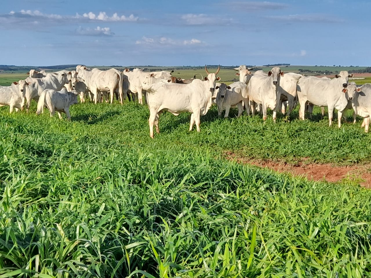 Nutrição do rebanho de cria a base sólida para a produção