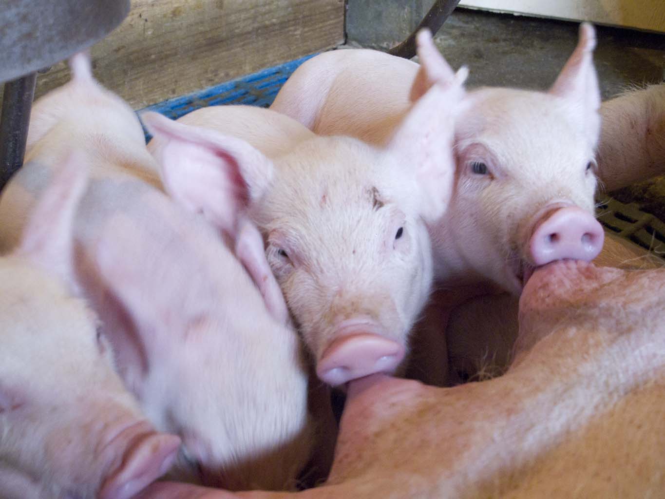 Nutrição equilibrada e boa genética pautam o sucesso na produção de suínos