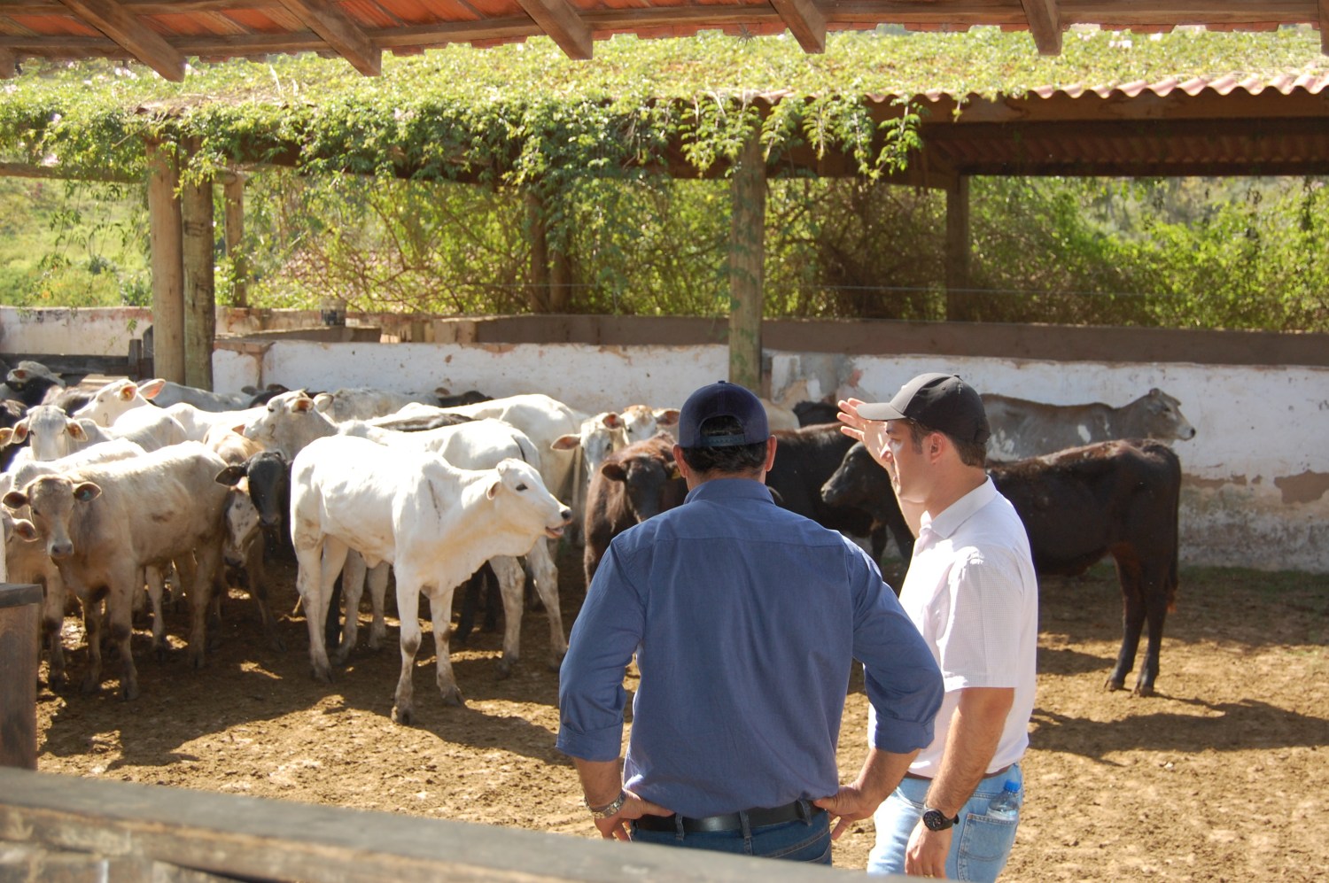 O consultor Adauto Franco Filho (dir.), sócio-proprietário da Precisa Consultoria, explica que a prática propicia um melhor entendimento sobre o comportamento dos animais