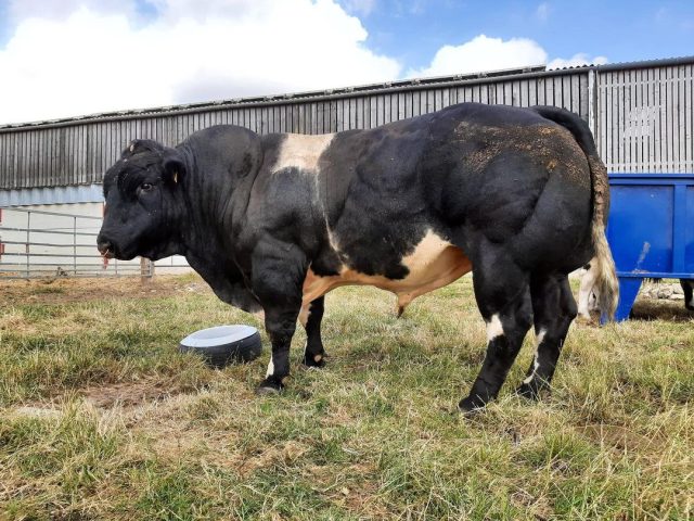 Belgian Blue