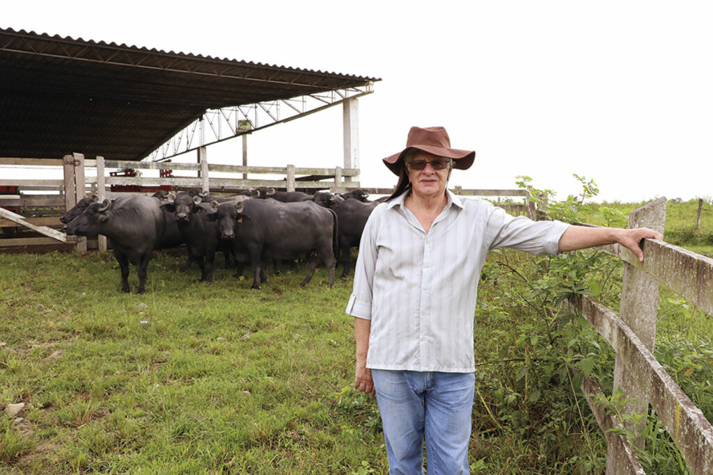 Paraná ensaia retomada da produção de búfalos