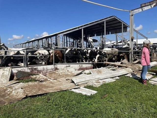 vacas leiteiras