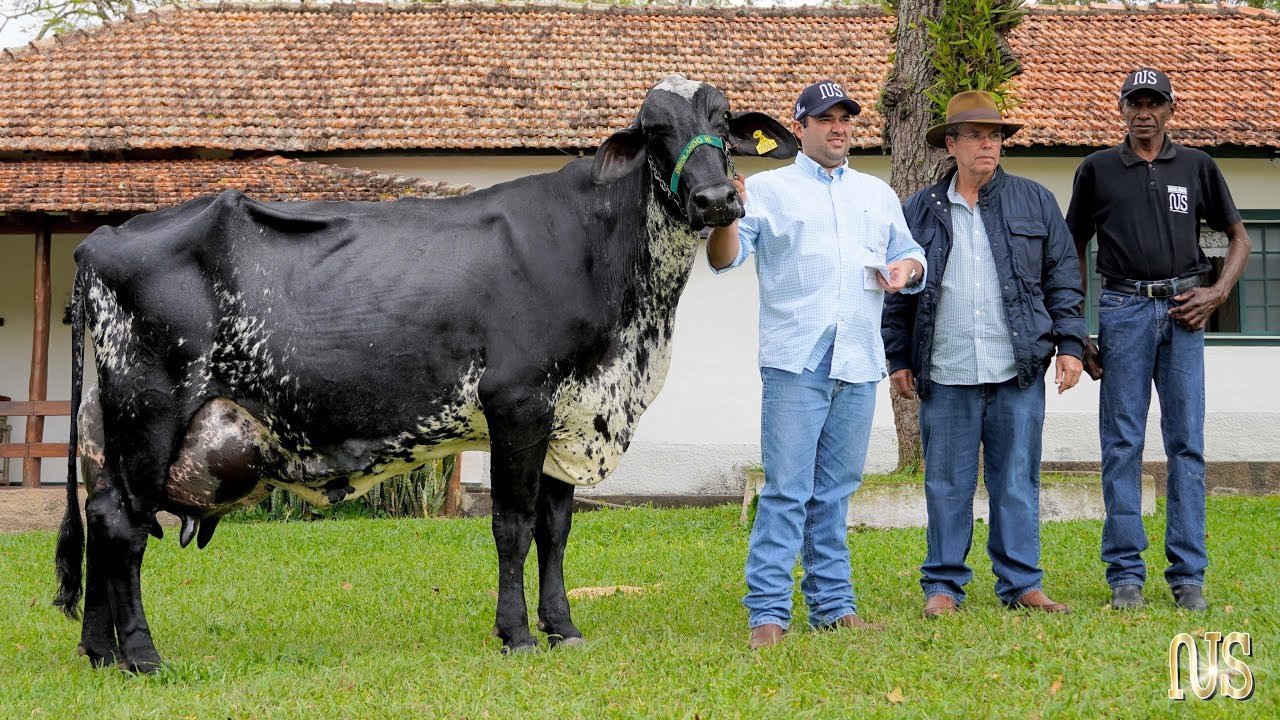 Pelé, melhor jogador do mundo, também foi Rei do Agro - CompreRural