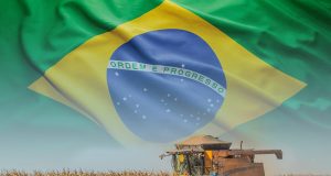 mercado-de-milho-no-brasil