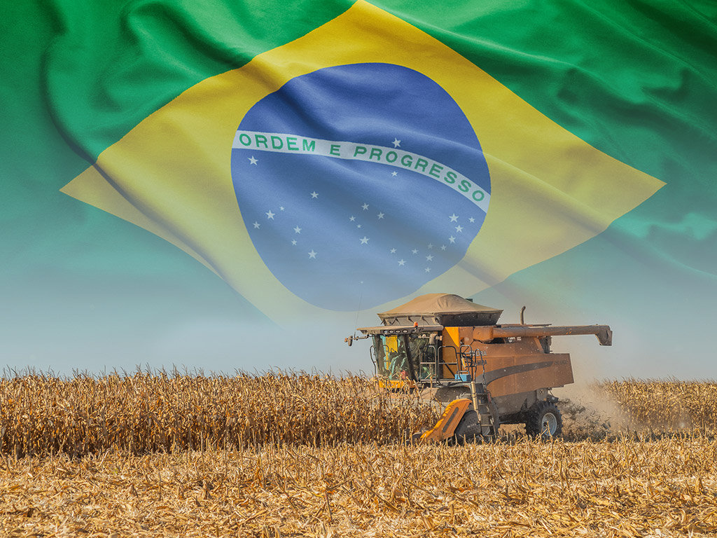 mercado-de-milho-no-brasil