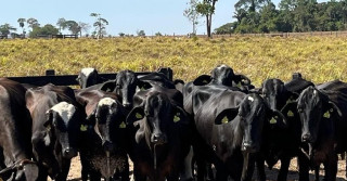 Raça Gir: Descubra as vantagens que transformam o manejo em lucro