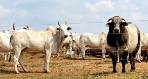 touro nelore no pasto cobrindo vacas nelore - Nelore Jaburi