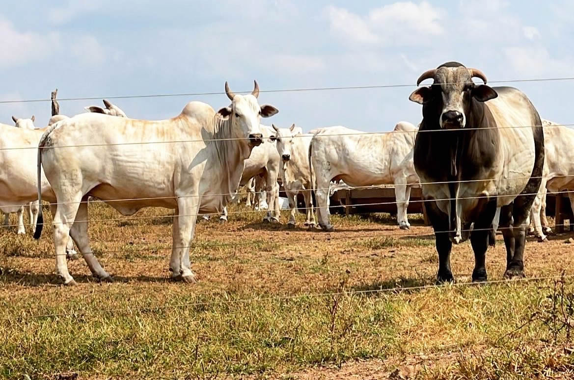 touro nelore no pasto cobrindo vacas nelore - Nelore Jaburi