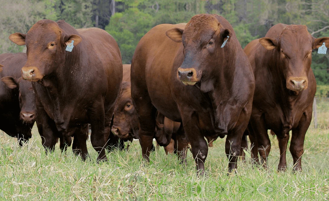 touros da raca bonsmara prontos para a estacao de monta - cruzamento industrial