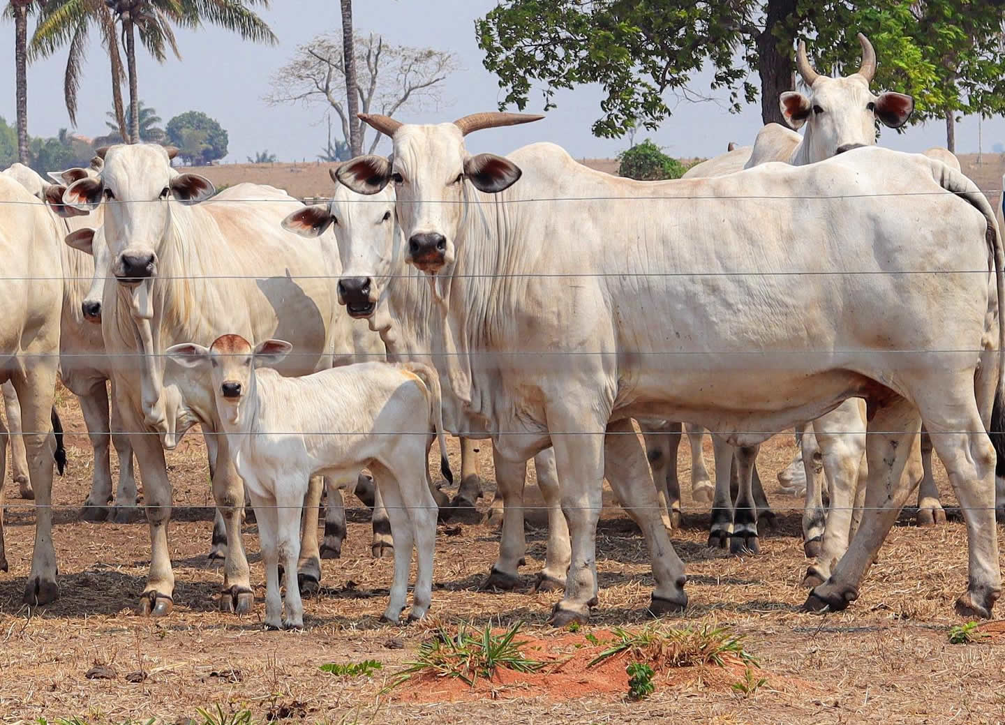 vacas nelore com bezerro ao pe olhando para a foto - Nelore Jaburi