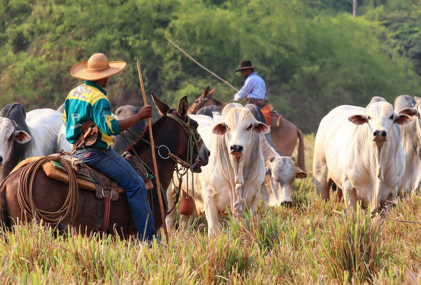 vaqueiros tocando touros nelore no pasto - Nelore Jaburi - fotao gestão de pessoas