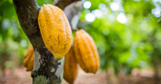 Dia Nacional do Cacau: a importância da cultura e dos benefícios do fruto no Brasil