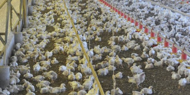 aves França