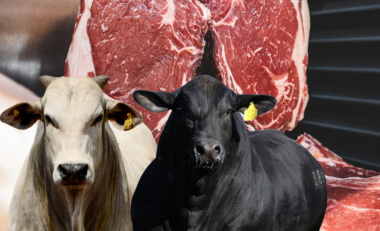 Afinal, qual é a carne bovina produzida no Brasil