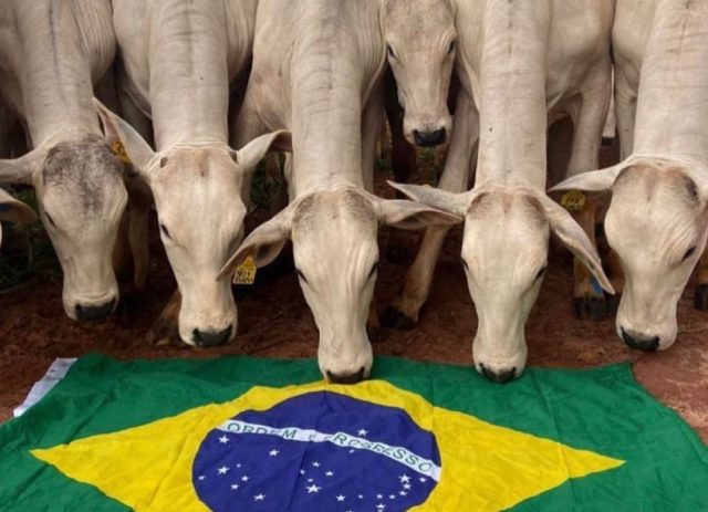 Brasil boiada
