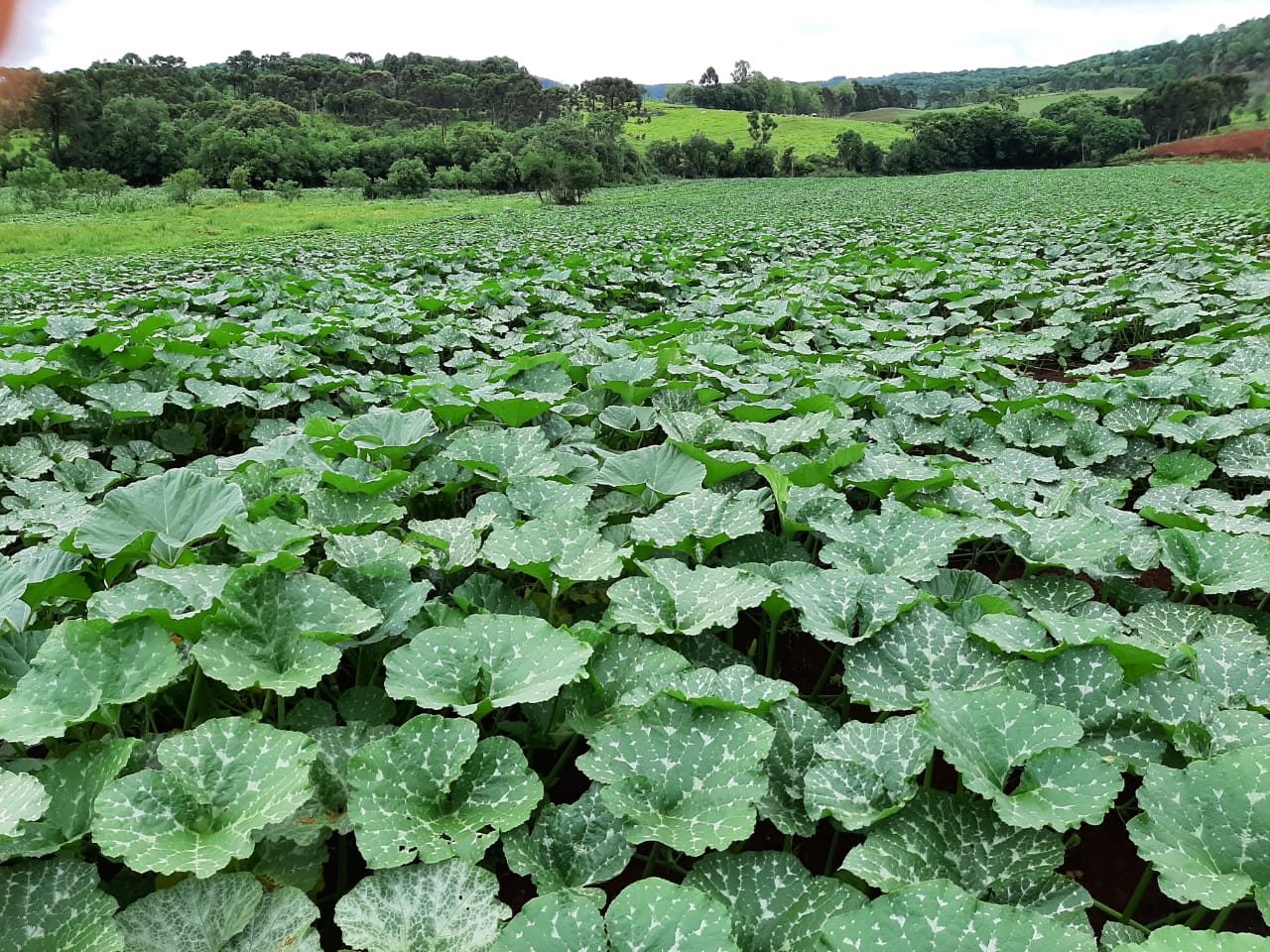 Campo de Abóbora Furusato F1 - Linha Superseed