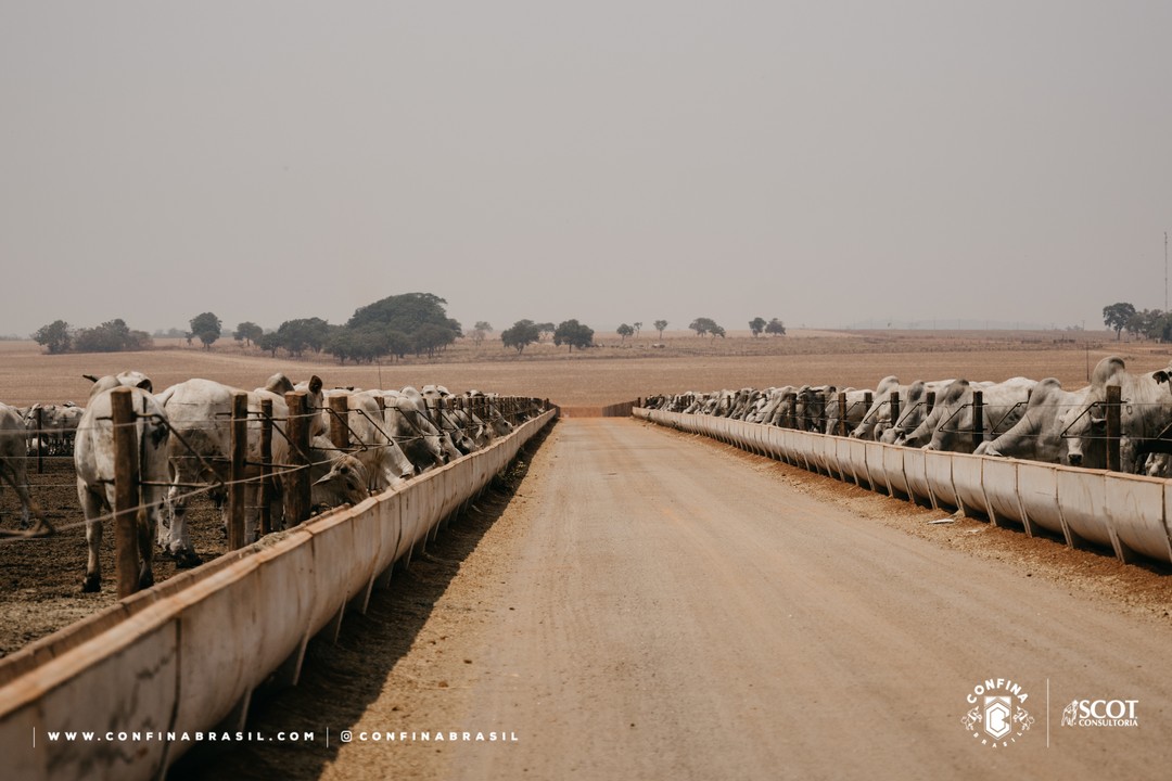 Confinamento AGROJEM - Miranorte-TO