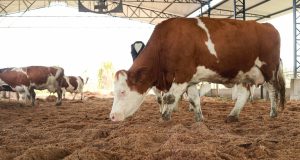 Cresce interesse por reprodutores Simental com aptidão leiteira - vaca leiteira