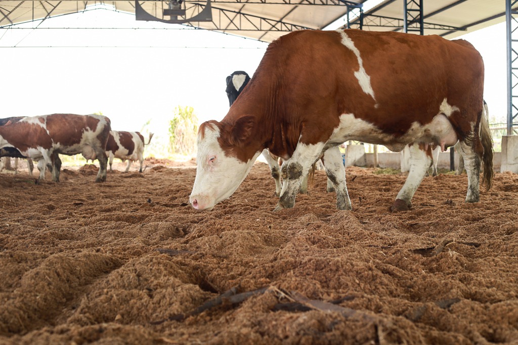 Cresce interesse por reprodutores Simental com aptidão leiteira - vaca leiteira