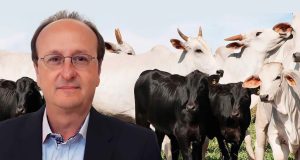 Custo da IATF hoje chega a 5% sobre o valor do bezerro - pietro baruseli